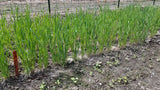A plot of fall-planted soft red winter Fulcaster Wheat plants in early spring - field view