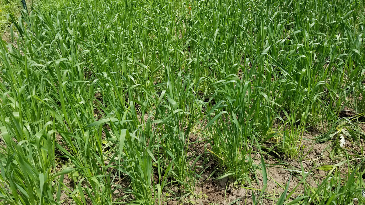 Red May Wheat – Great Lakes Staple Seeds