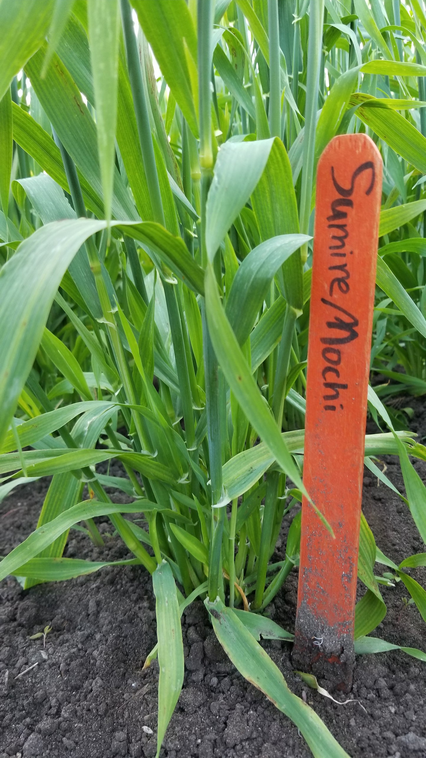 Sumire Mochi Barley growth phase