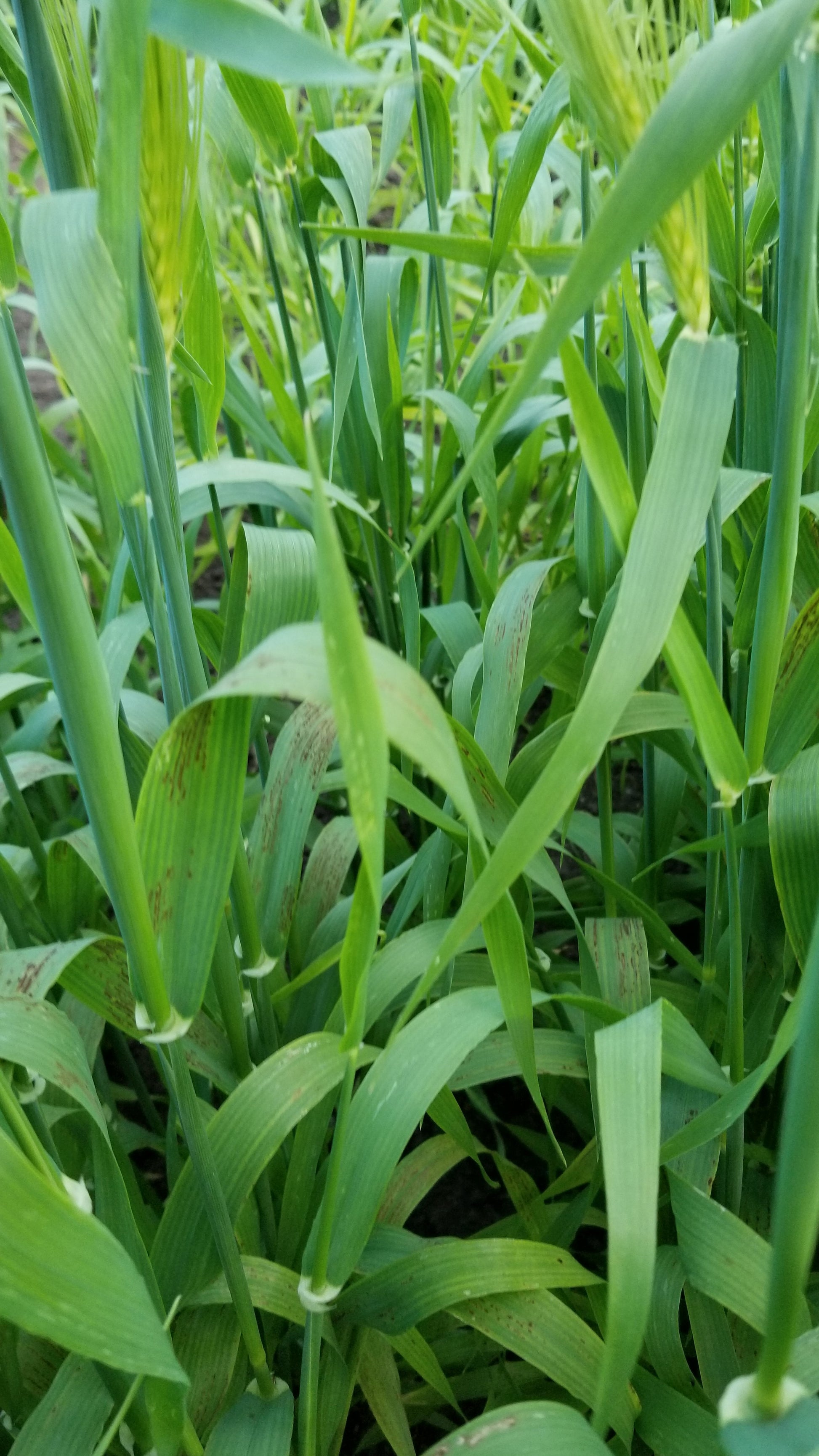 Sumire Mochi Barley plants during heading