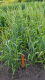 Gopal Barley plot