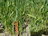 A plot of fall-planted soft red winter Fulcaster Wheat plants in late spring demonstrating robust tillering- field view