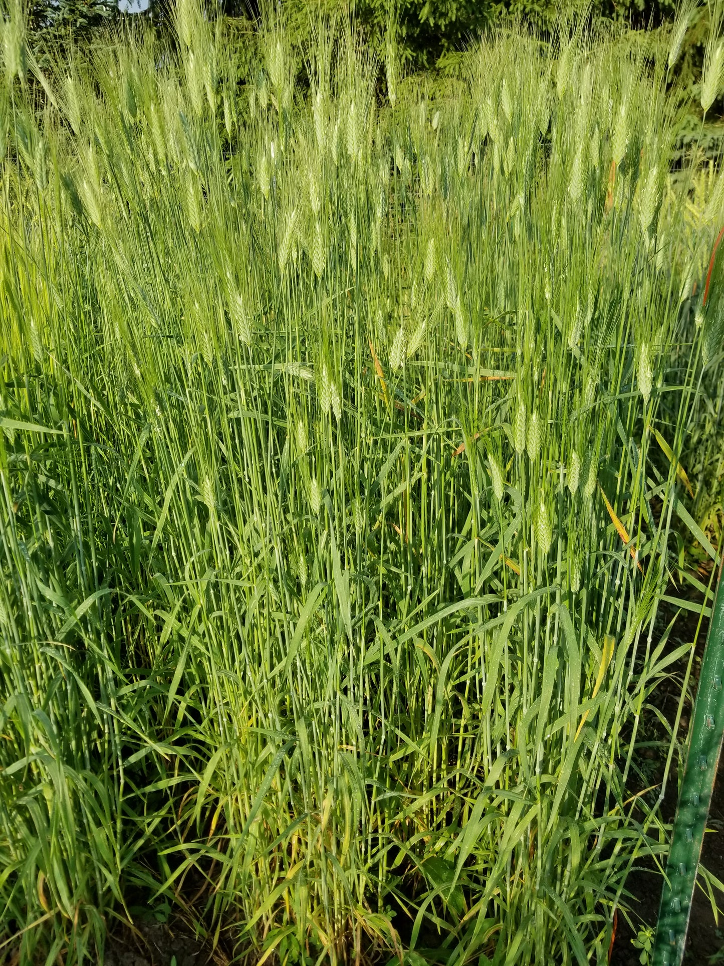 Timopheevii Wheat