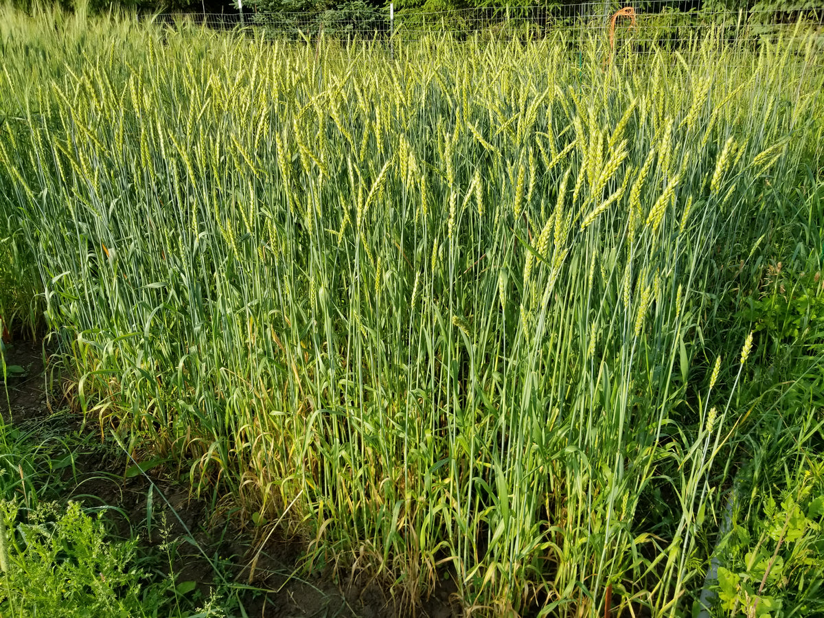 Red May Wheat – Great Lakes Staple Seeds
