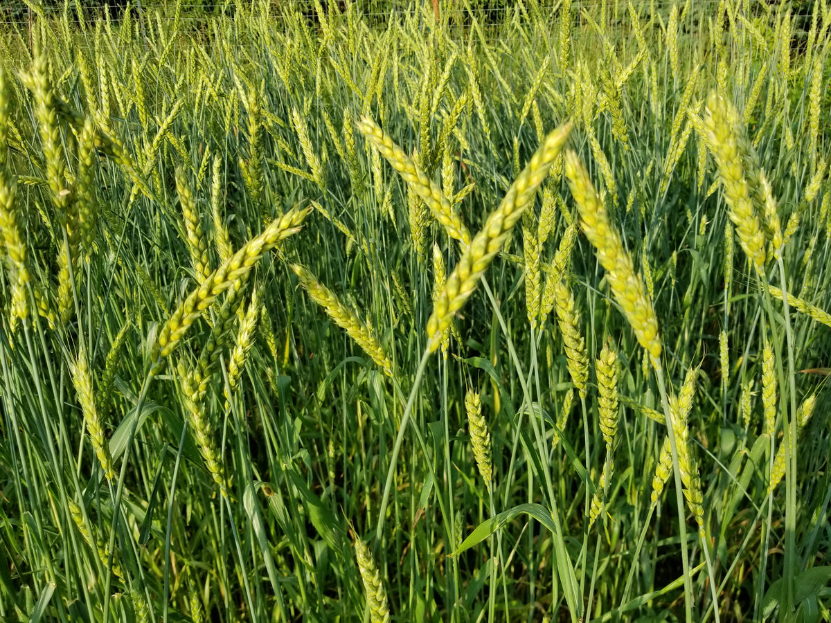 Red May Wheat – Great Lakes Staple Seeds