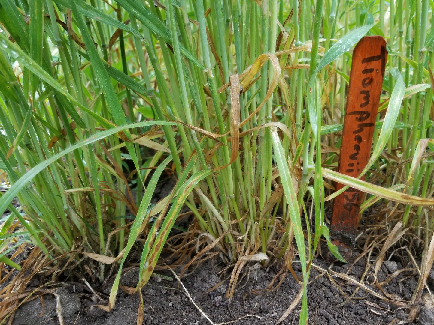 Timopheevii Wheat