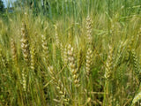 Michigan Short South Wheat