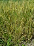 Michigan Short South Wheat