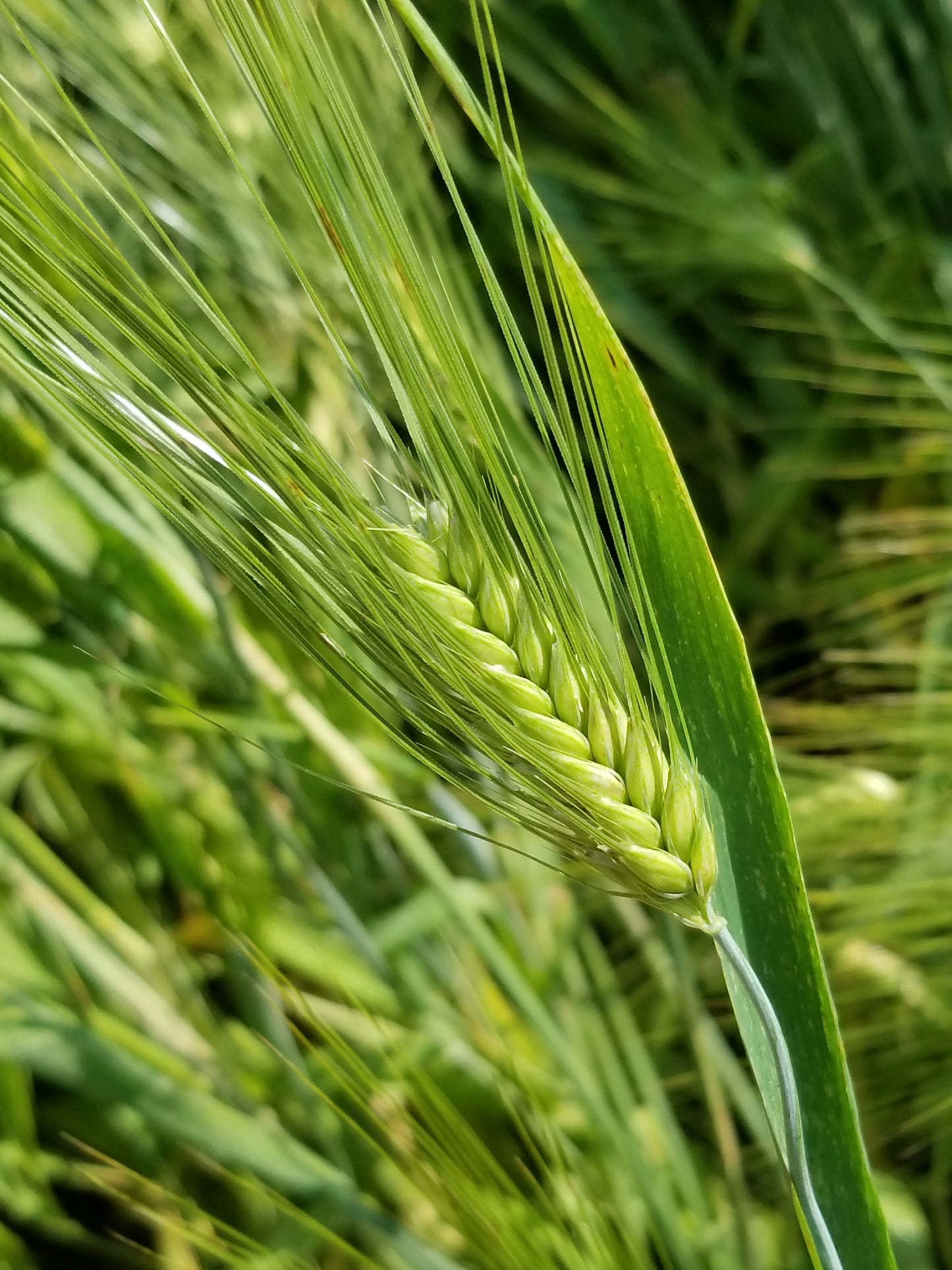 Wase Shu Barley heads