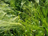 Wase Shu Barley plot