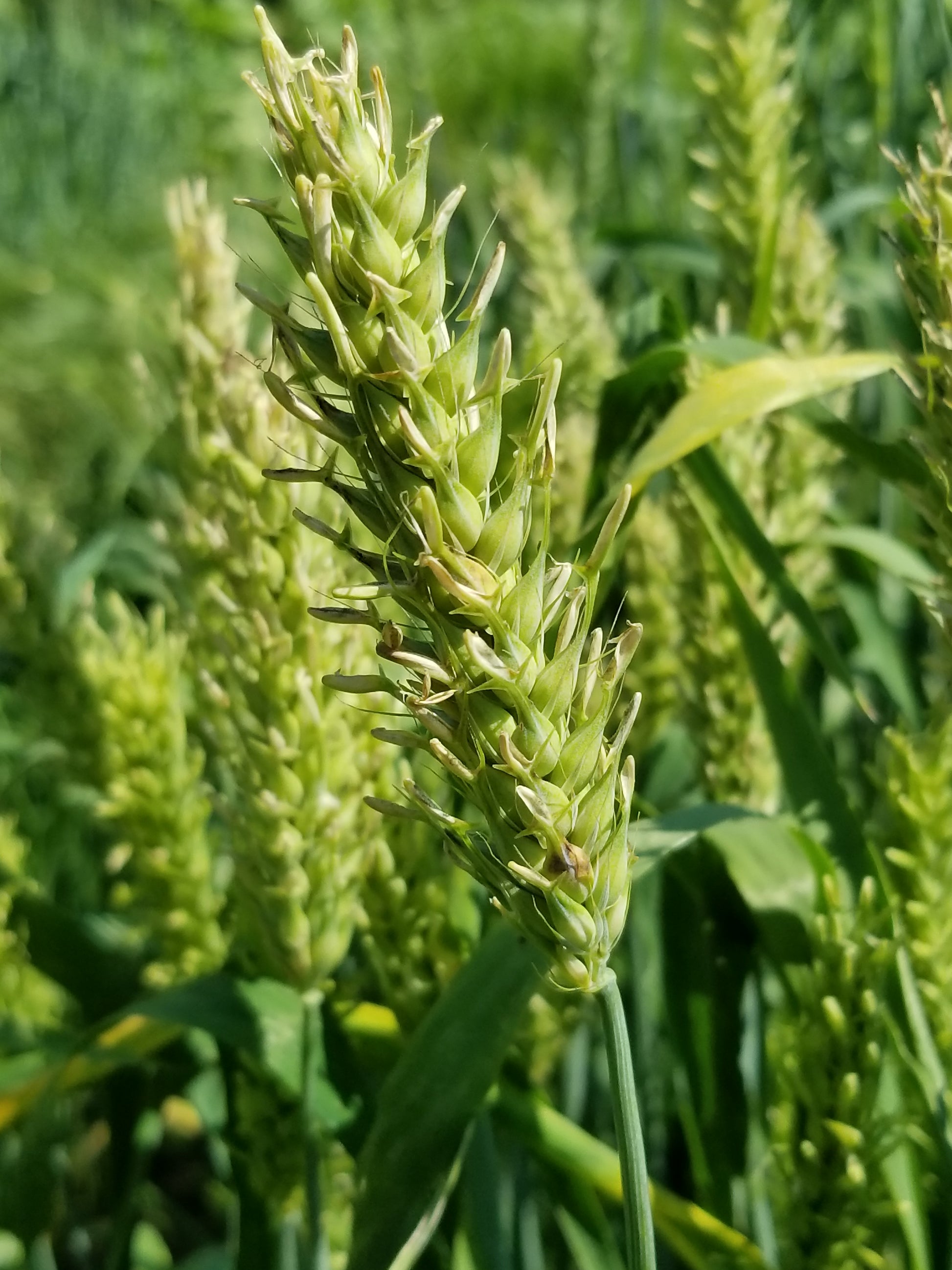 Australian Bald Skinless Barley heads
