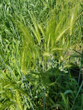 Karan 19 barley plot
