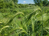 Himalayan Barley
