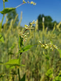 Tartary Buckwheat forming early seeds with blossoms