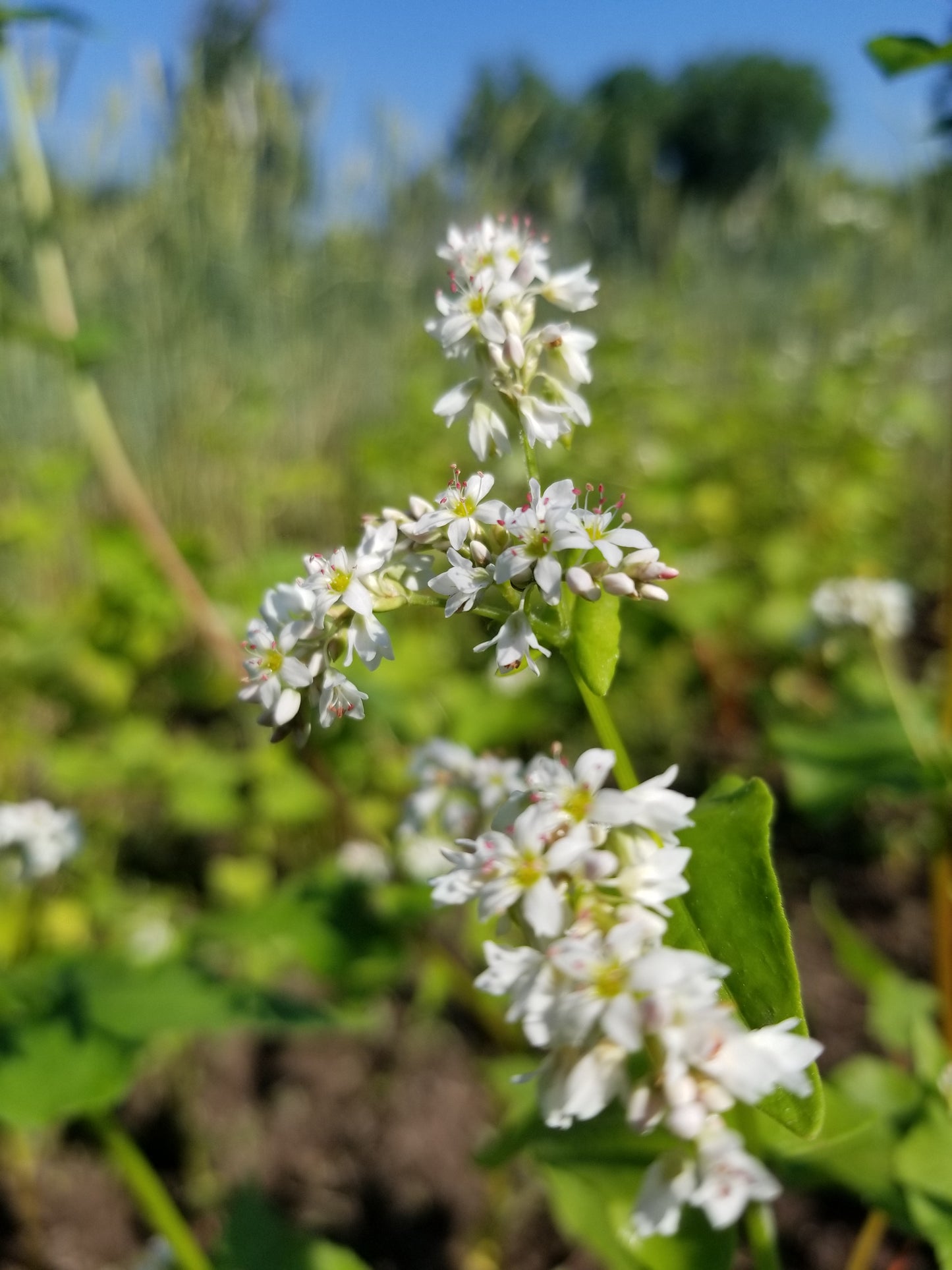 Japanese Buckwheat