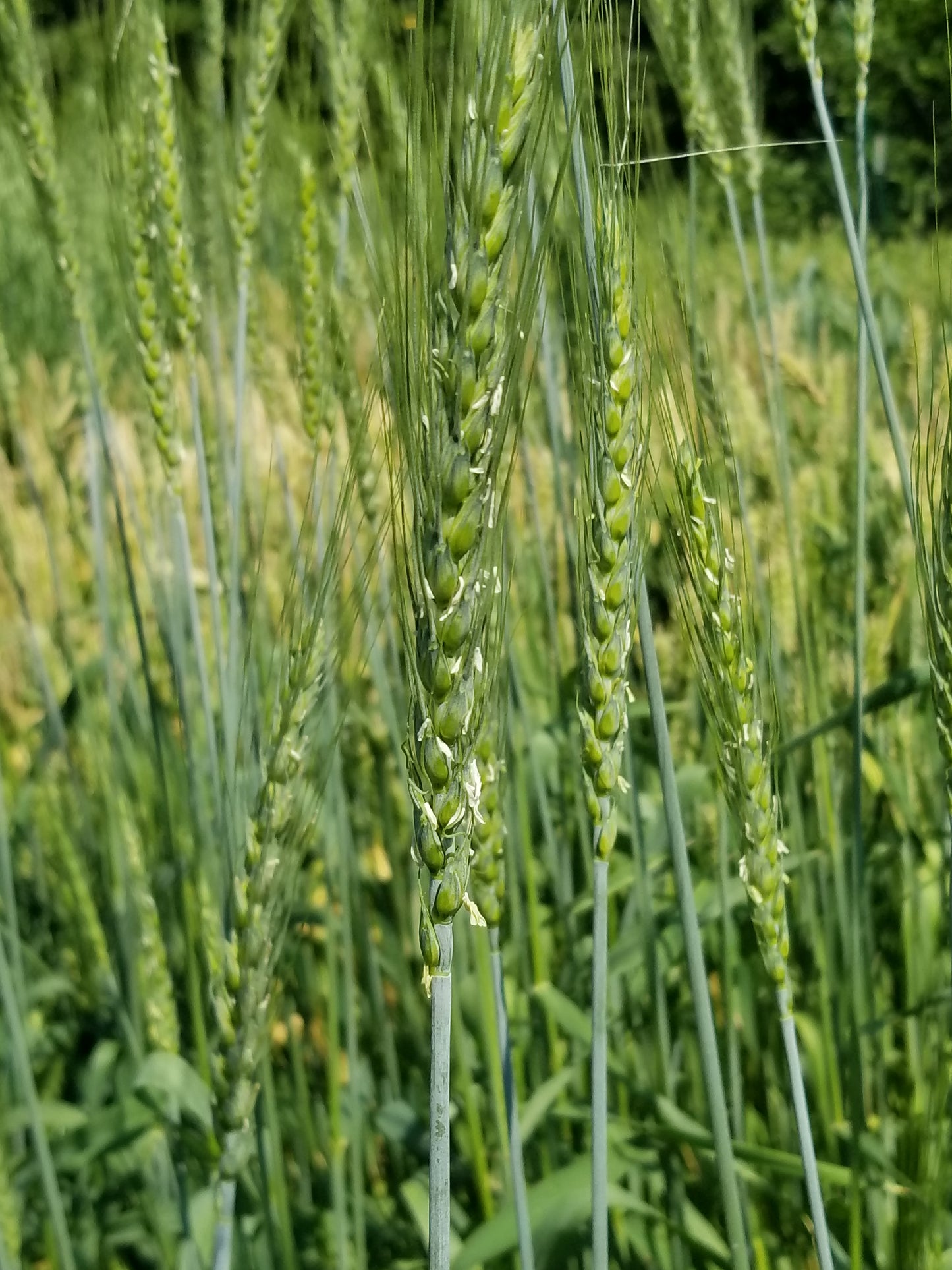 Baart Early Wheat
