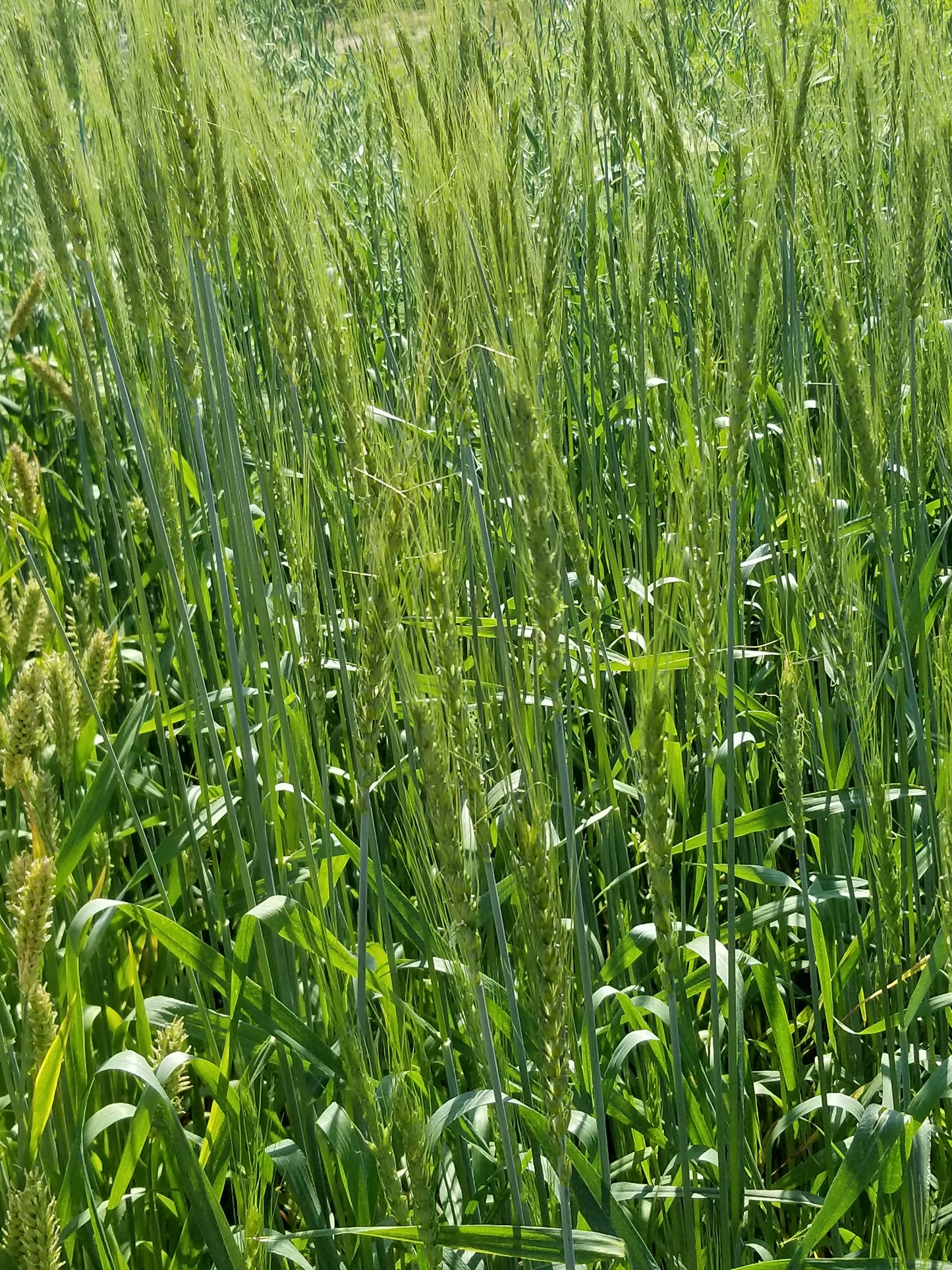 Baart Early Wheat