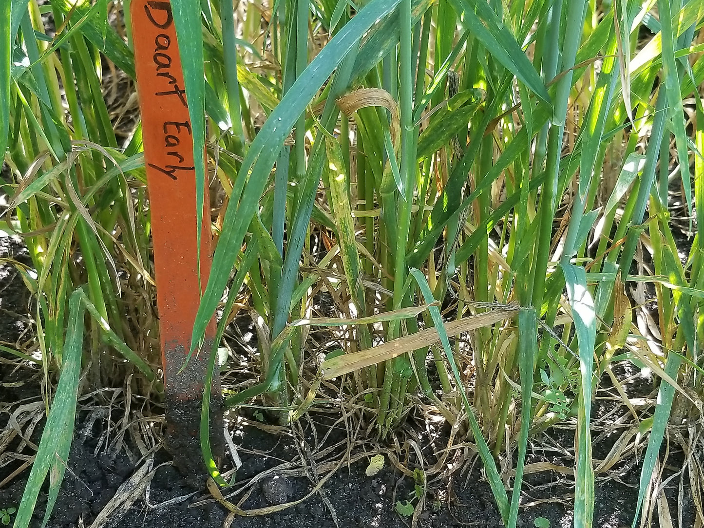 Baart Early Wheat