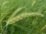 Sardinian Barley grain head
