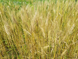 Michigan Short South Wheat