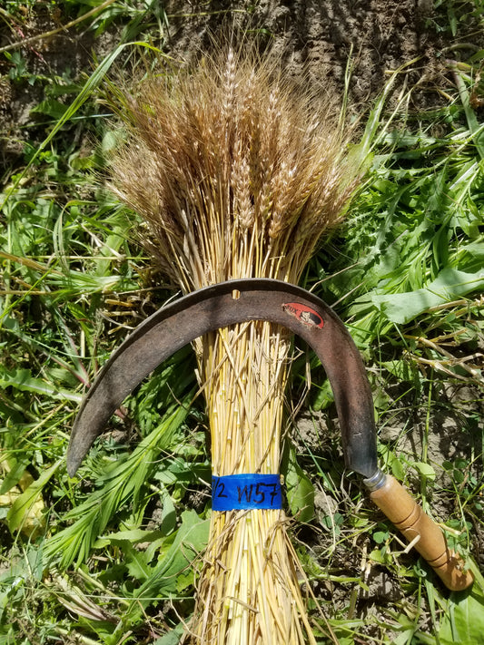 Plainsman V Wheat