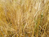 Michigan Short South Wheat