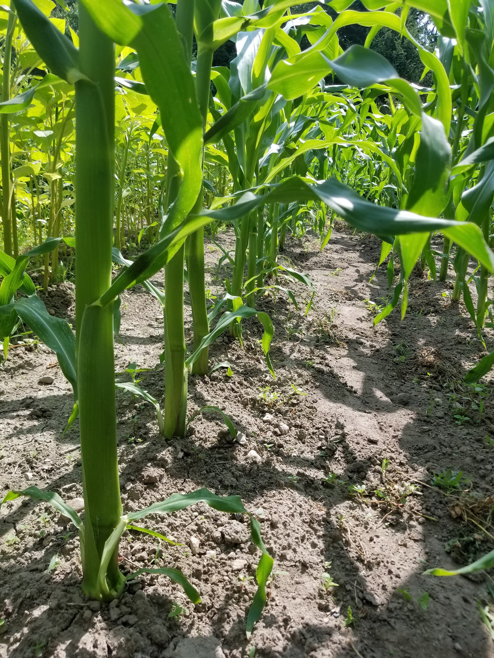 Floriani Red Flint Corn stalk