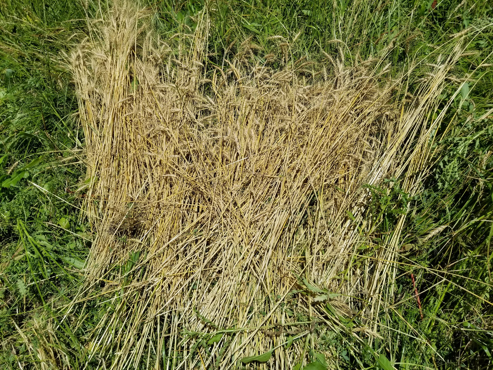 Turkey Red winter wheat