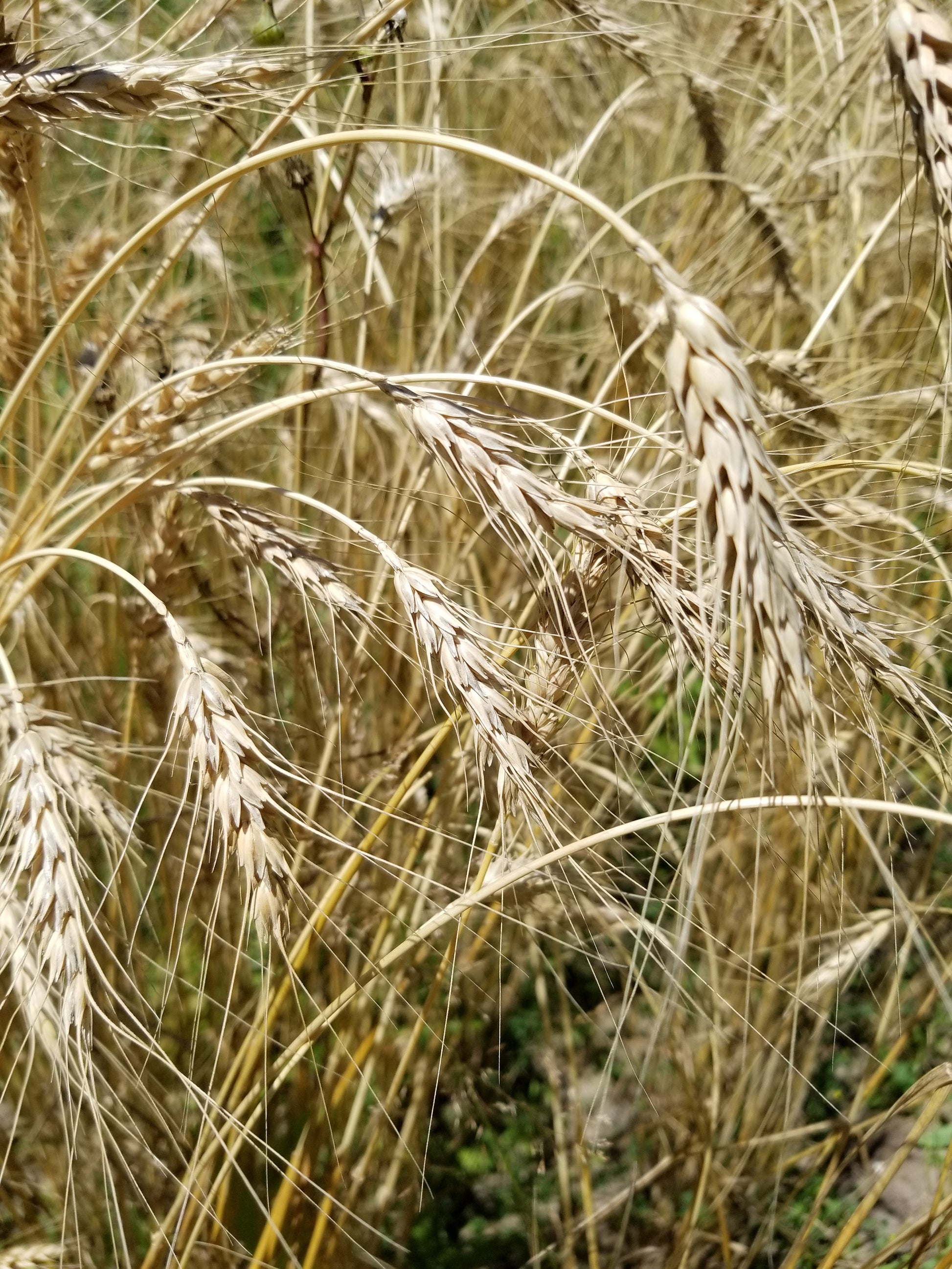 Turkey Red winter wheat (awns heads)