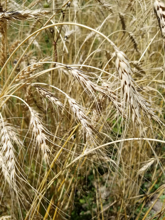 Turkey Red winter wheat (awns heads)