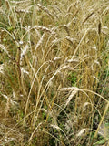 Turkey Red winter wheat