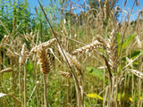 Yamhill Winter Wheat
