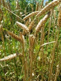 Yamhill Winter Wheat
