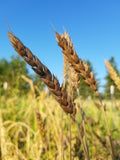 Close-up field view - mature spikes of soft red winter wheat cultivar 'Michigan Amber' against a glorious blue sky