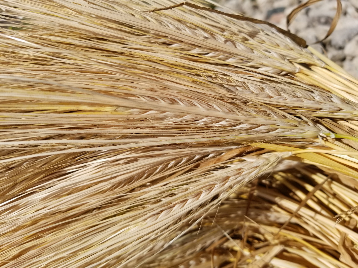 Bere Barley