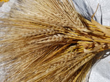Karan 163 Barley