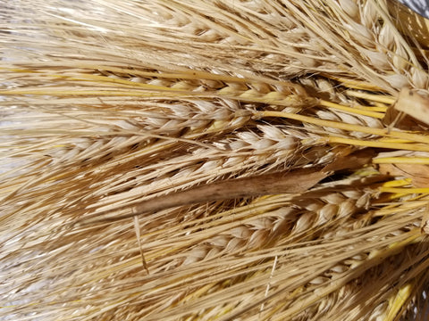 Karan 163 Barley
