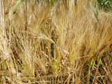 Karan 16 Barley
