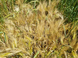 Karan 16 Barley