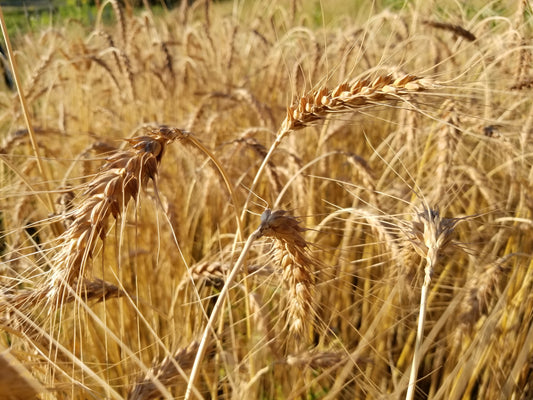 Michigan Red Awned Wheat