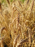 Michigan Red Awned Wheat