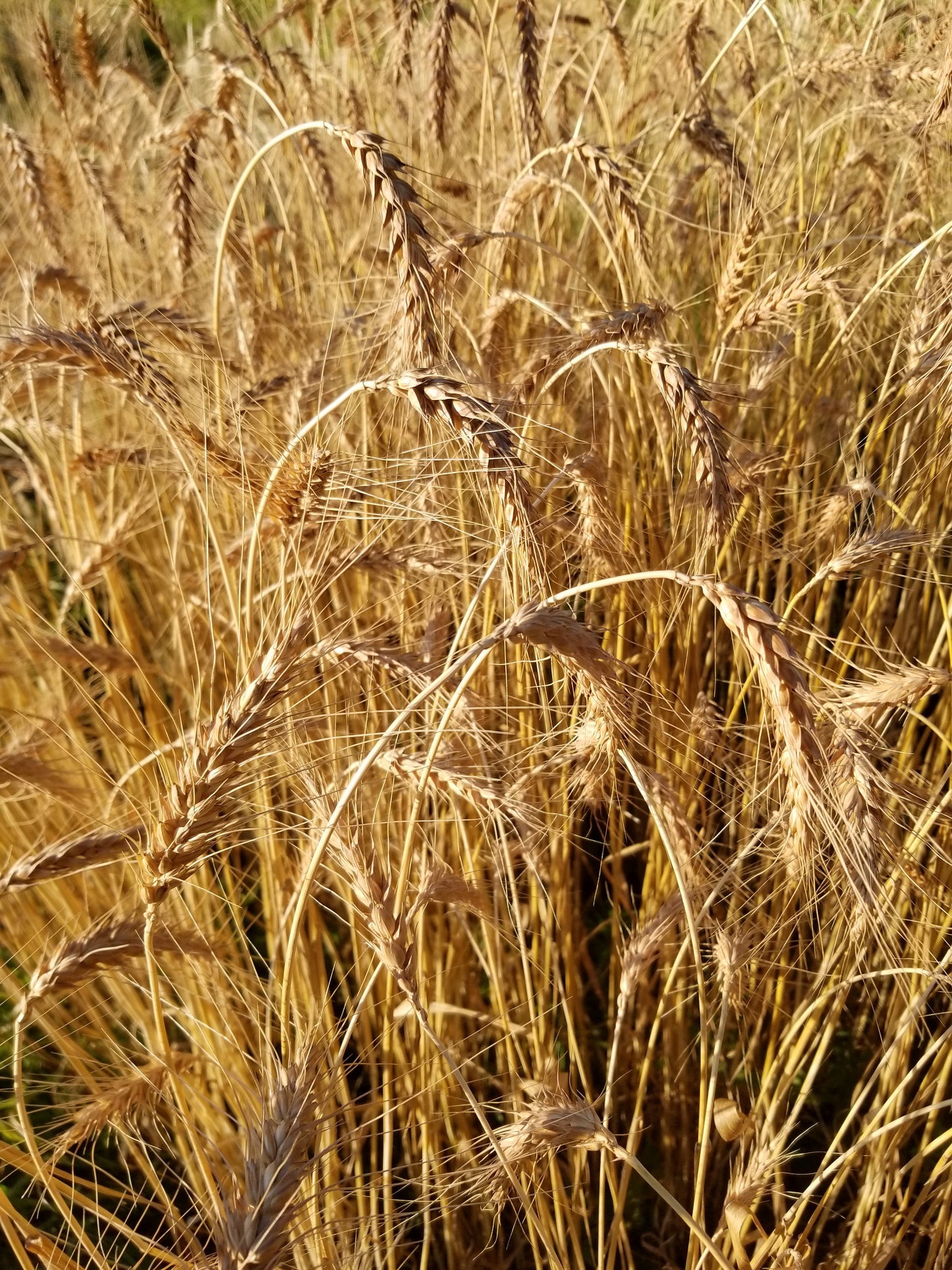 Michigan Red Awned Wheat