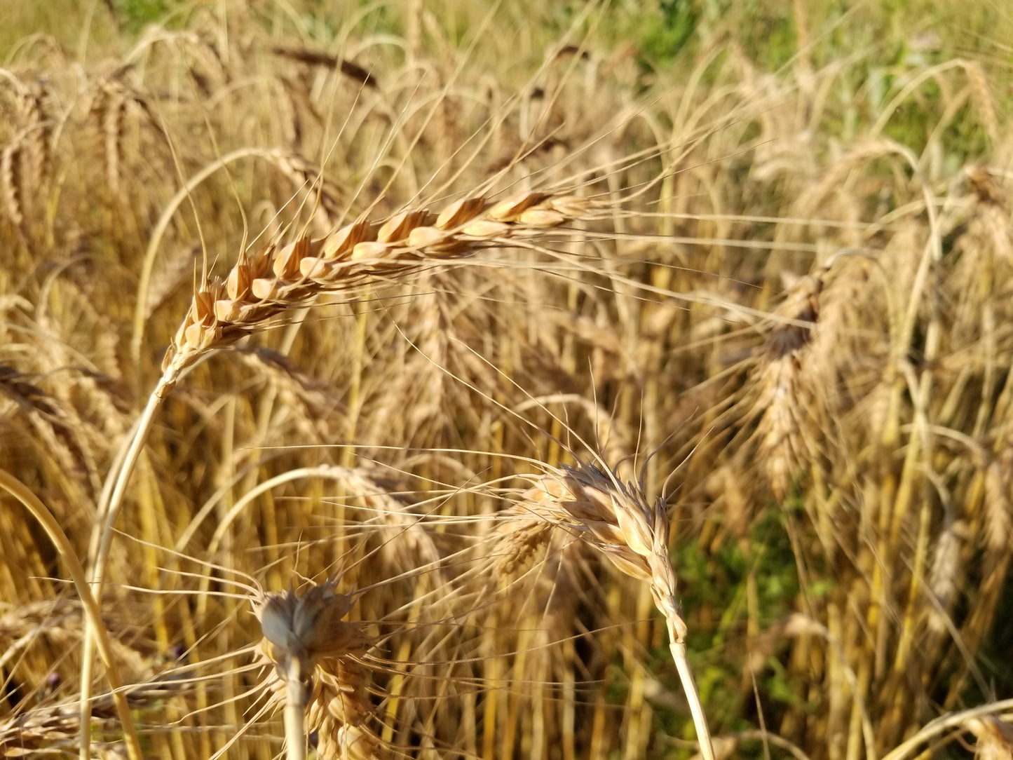 Michigan Red Awned Wheat