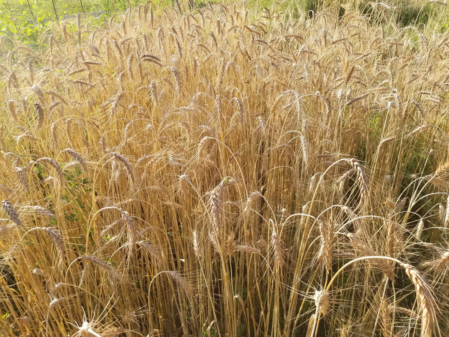 Michigan Red Awned Wheat