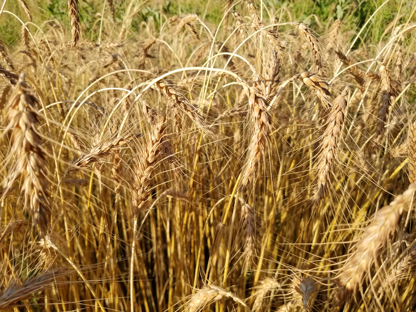 Michigan Red Awned Wheat