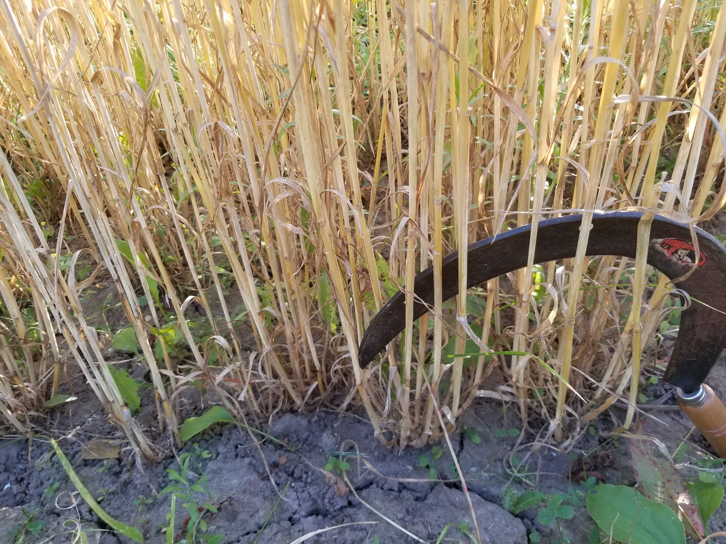 Michigan Red Awned Wheat