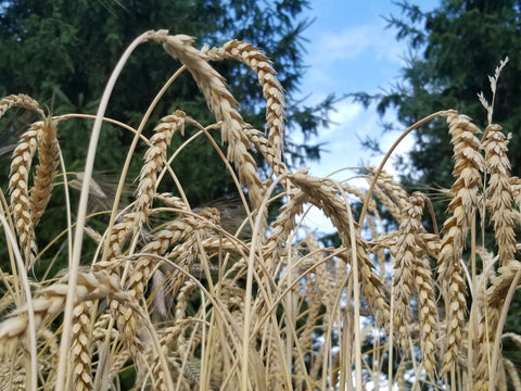 Sirvinta Wheat