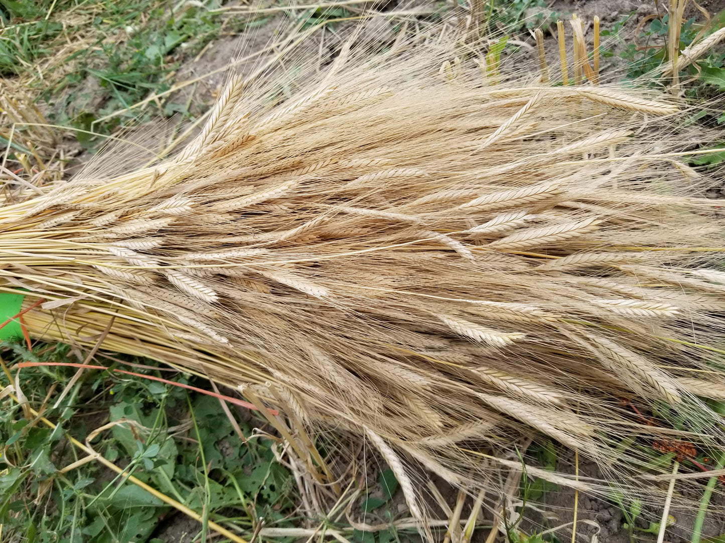 Einkorn Fall planted