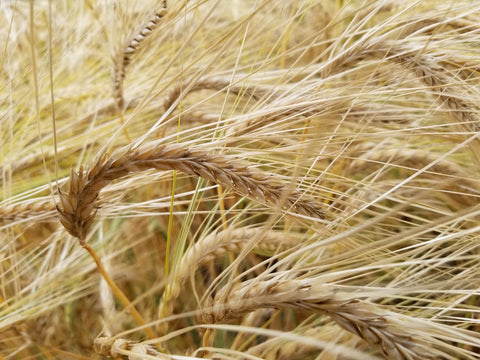 Sardinian Barley, golden views, just before harvest