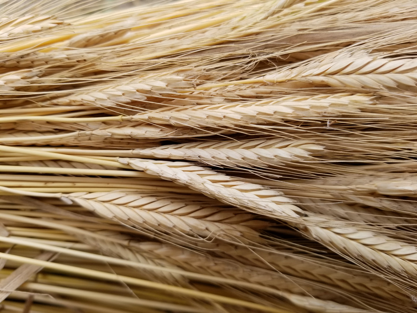 Einkorn Fall planted